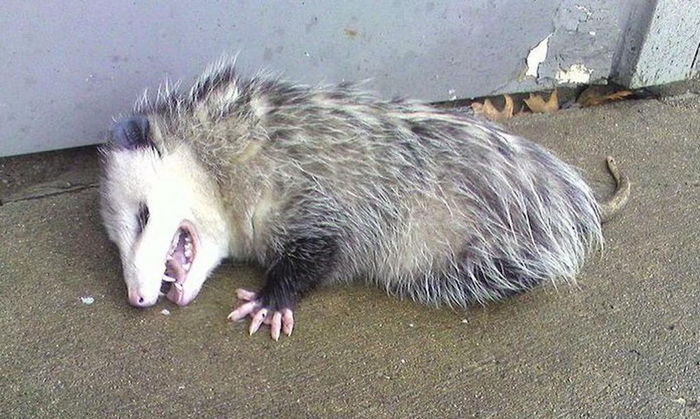 Это я притворяюсь спящим на паре, к которой не готовился.