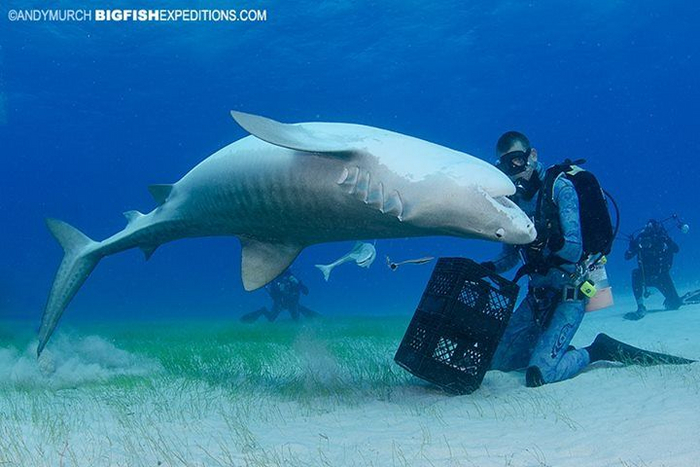 Акула просто хочет, чтобы ей почесали пузико!