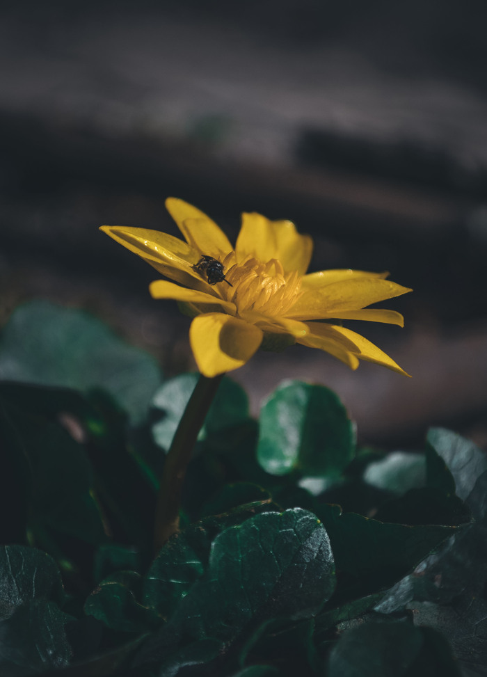 Дзведочки дзведуд