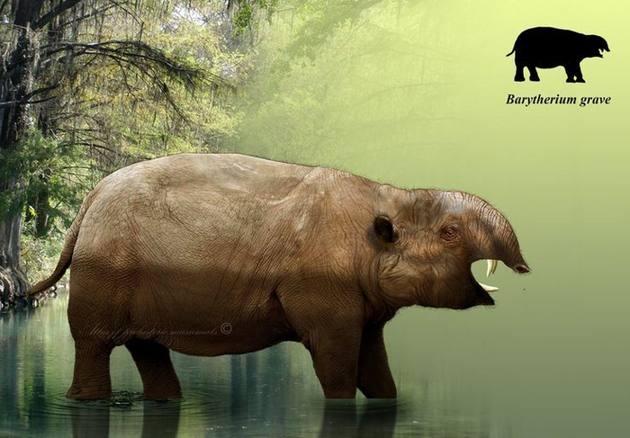 Здравствуйте, брал мини-пига с Авито, а получилось это. Скажите, это нормально?