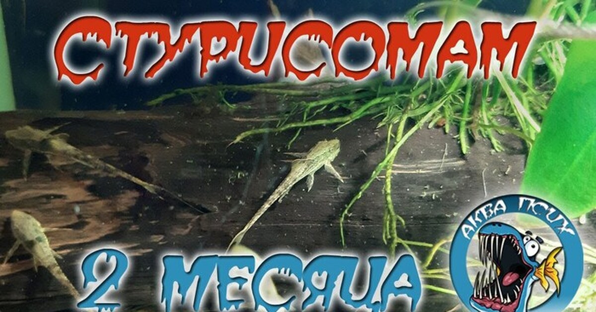 Стурисома панамская 2 х месячные | Пикабу