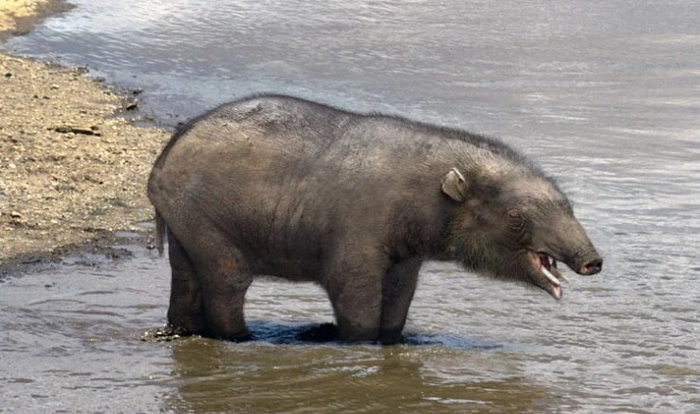 Да не маленький у меня хобот! Просто здесь вода холодная!