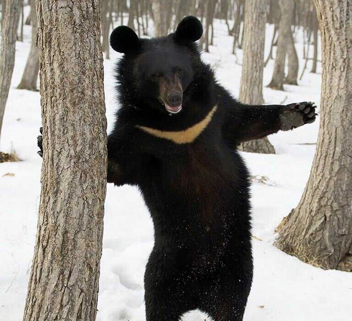 Уникальный кадр: мишка делает свои первые шаги!
