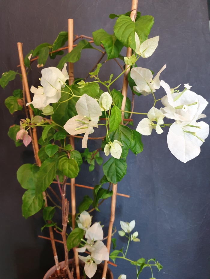 Mary Palmer,    ,   .  - 