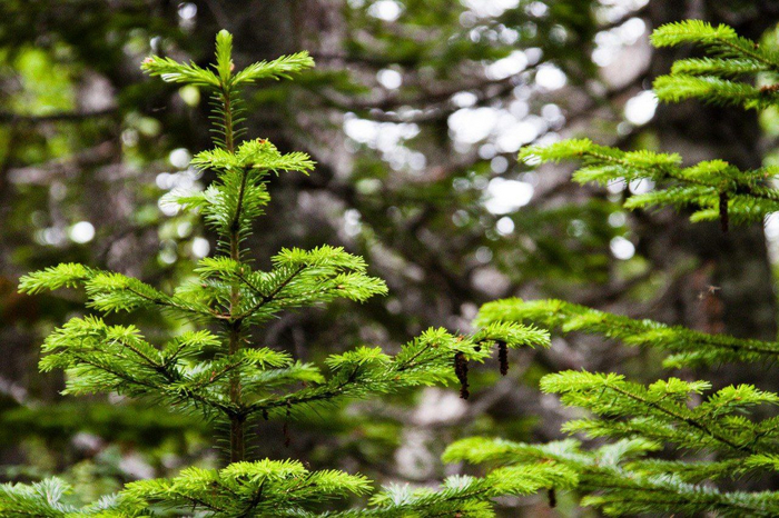 Сегодня Abies gracilis (пихта грациозная, стройная) находится на грани исчезновения и включена в Красную книгу Камчатского края