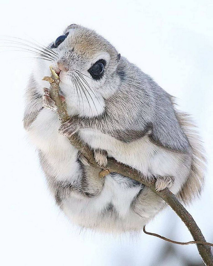 -,   ... -...  !      (        1 )