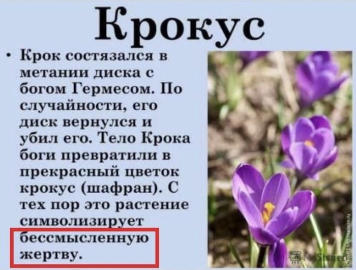 Крокус | Пикабу