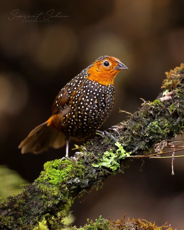 Acropternis orthonyx,     (Rhinocryptidae),     Acropternis,       -  