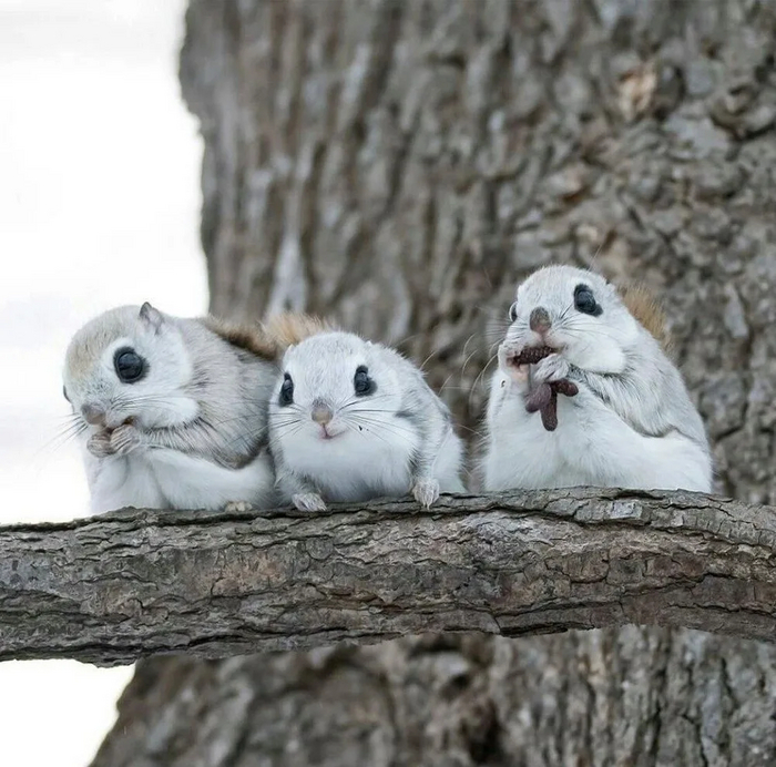 Биба, Боба и Боря смотрят на решение судьбы мира*