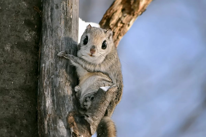 (Боря) Лезет на дерево*