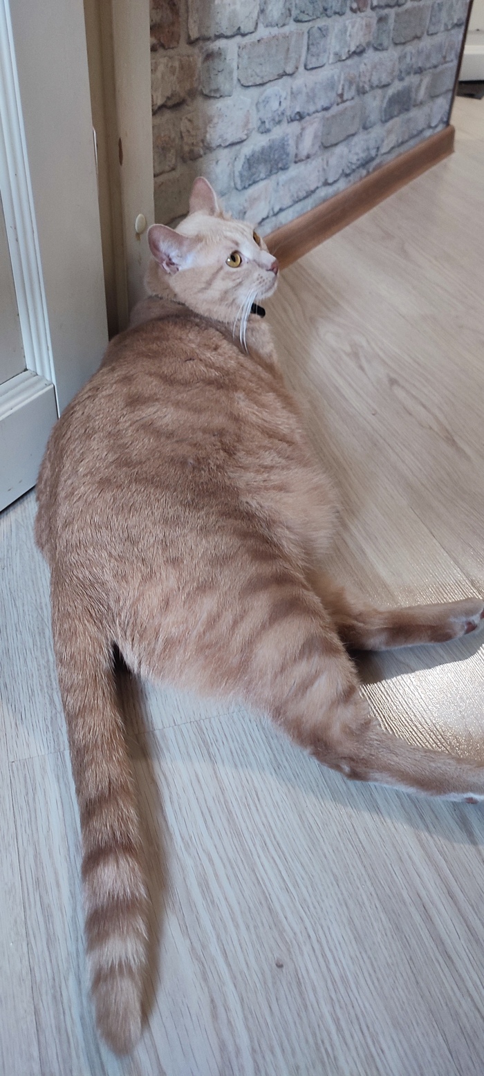 Кость пушистая