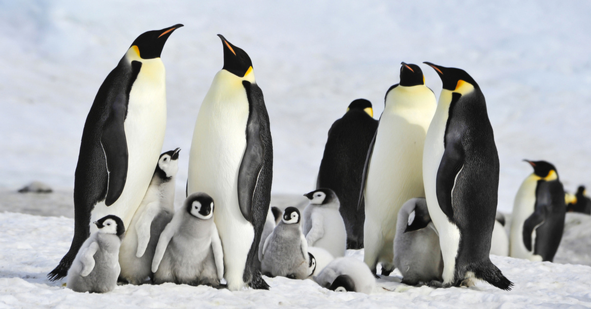 Пингвины искусственного происхождения. Смешные пингвины. Пингвин картинка. Одинаковые пингвины. Императорский пингвин в антарктиде.