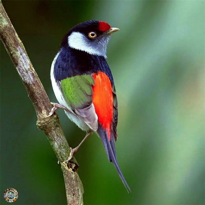  , Ilicura militaris,    ,  ;         ,           