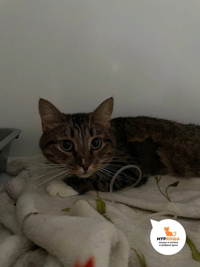 Скарти терпеливо переносила лечение – ведь она очень хотела поправиться!