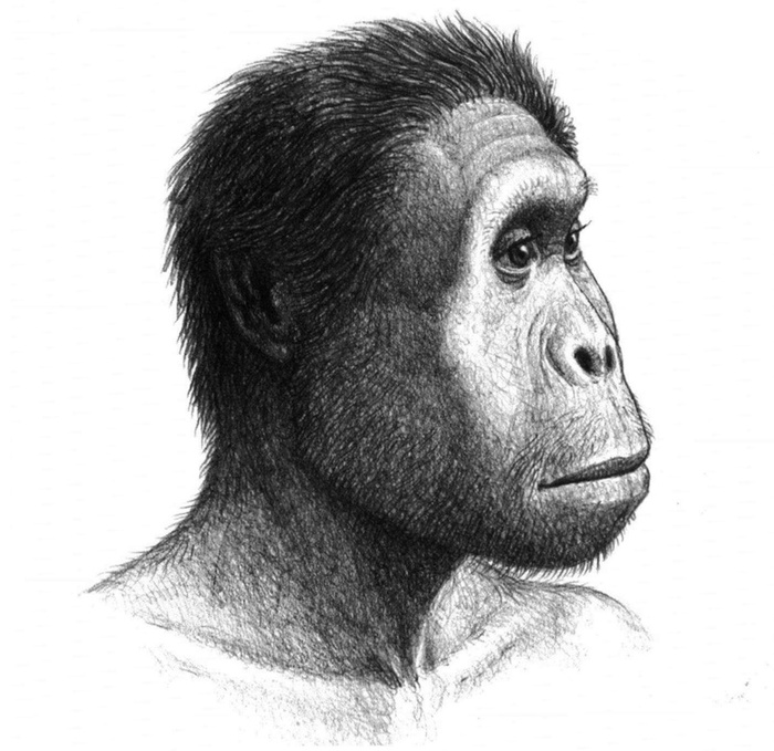  H. Rudolfensis  .