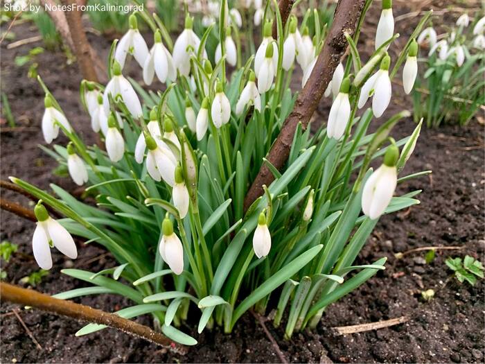 Подснежники-галантусы