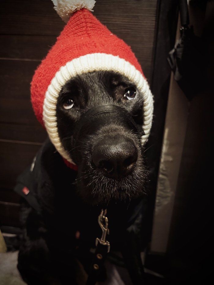 ��� ������� �������