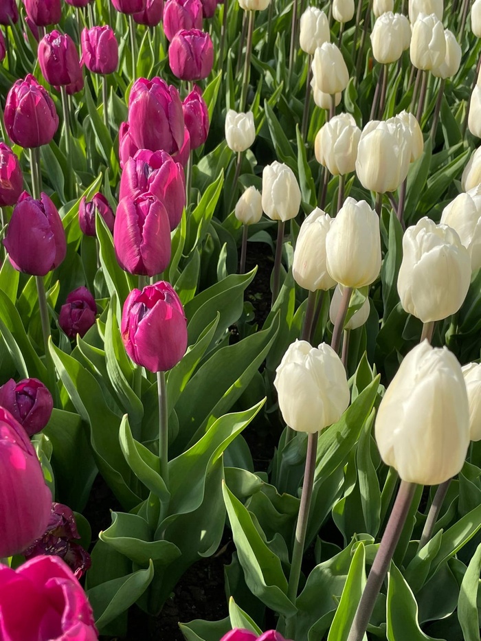 Тюльпаны из аптекарского огорода