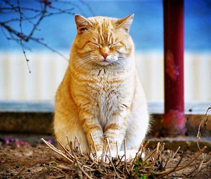 Сама невозмутимость