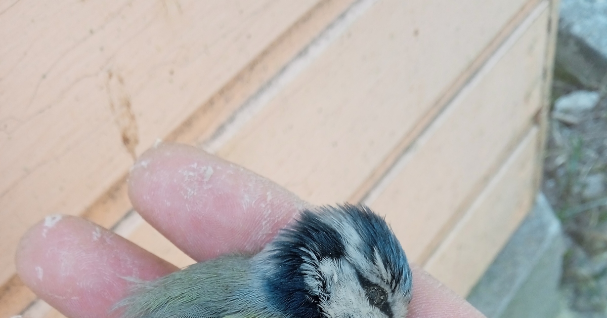 Синица лазоревка | Пикабу