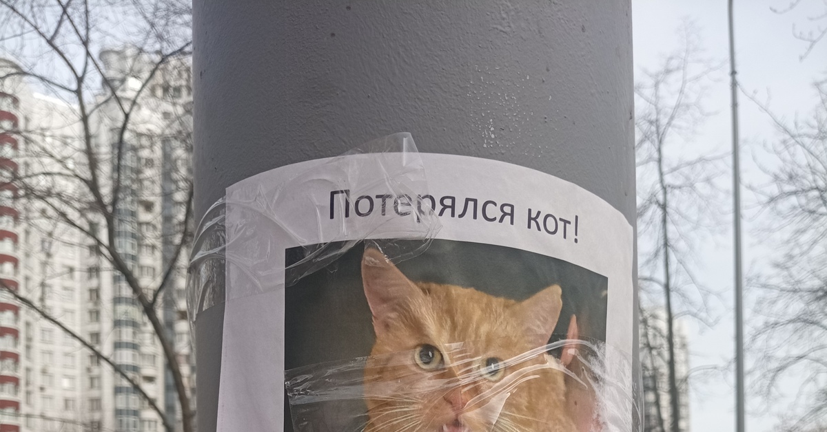 Потерялся кот | Пикабу