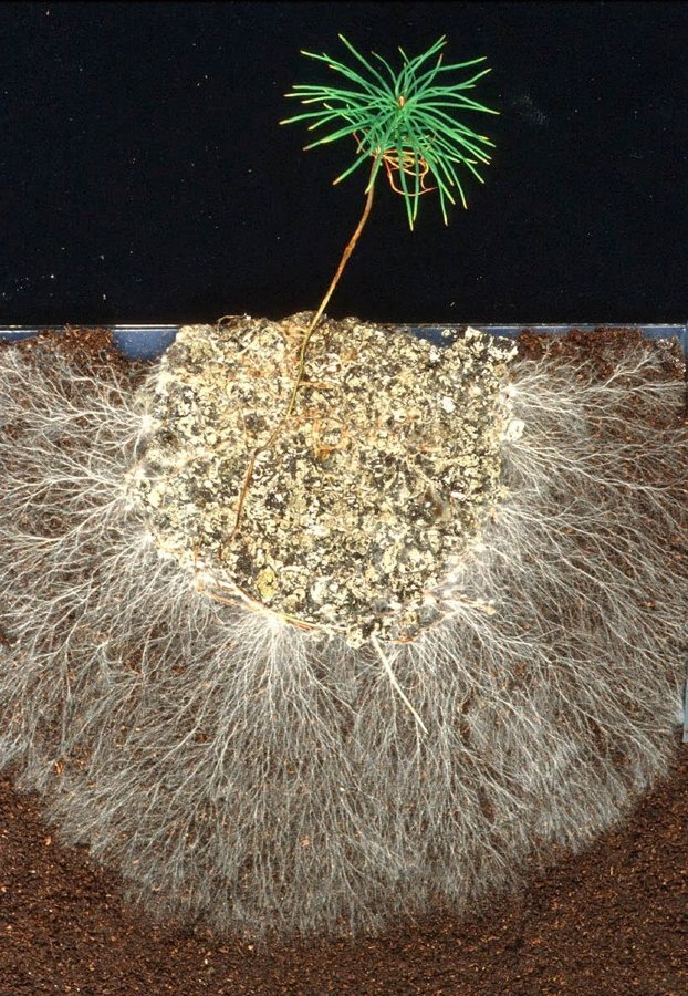   ,        .     -   . 