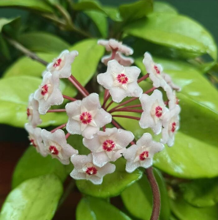 Hoya carnosa.