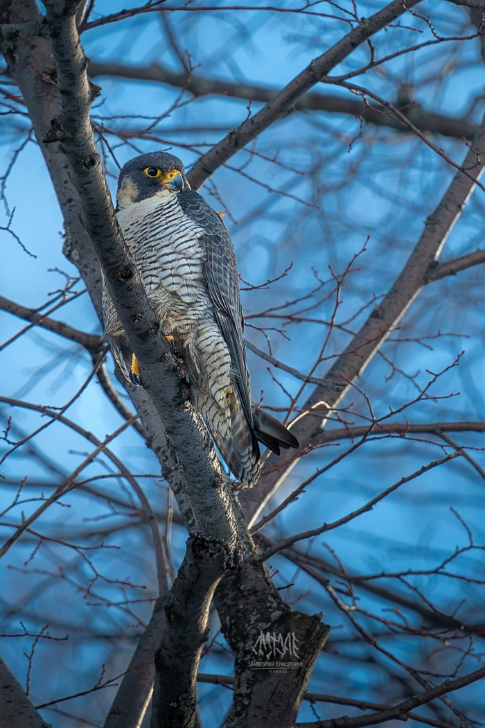       <a href="https://pikabu.ru/story/sapsanyi_vernulis_v_ufu_v_gnezdo_na_kryishe_banka_11286289?u=https%3A%2F%2Fvk.com%2Fttolja&t=%D0%90%D0%BD%D0%B0%D1%82%D0%BE%D0%BB%D0%B8%D0%B9%20%D0%95%D1%80%D0%BC%D0%BE%D0%BB%D0%B5%D0%BD%D0%BA%D0%BE&h=08478bdc1e0a62ac44de29227227918ab2aa1211" title="https://vk.com/ttolja" target="_blank" rel="nofollow noopener"> </a> 