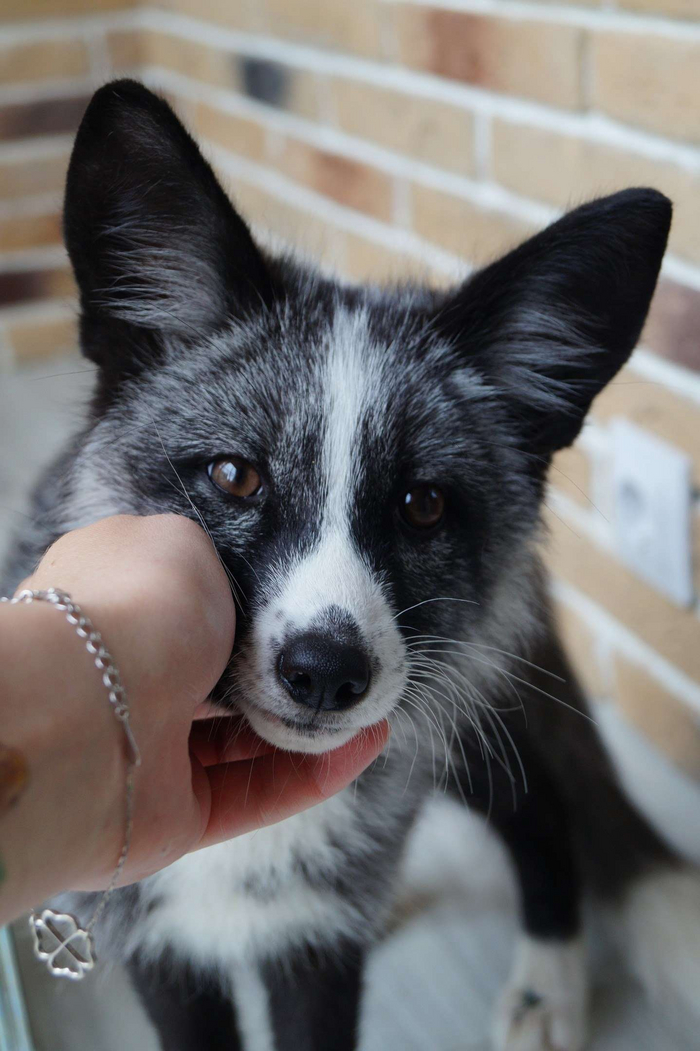 ������ ����������