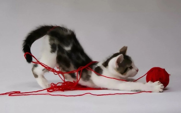 Котёнок тренирует свои навыки охоты.