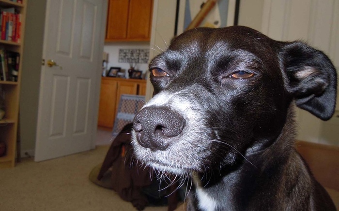 Уж больно много власти для одного человека!