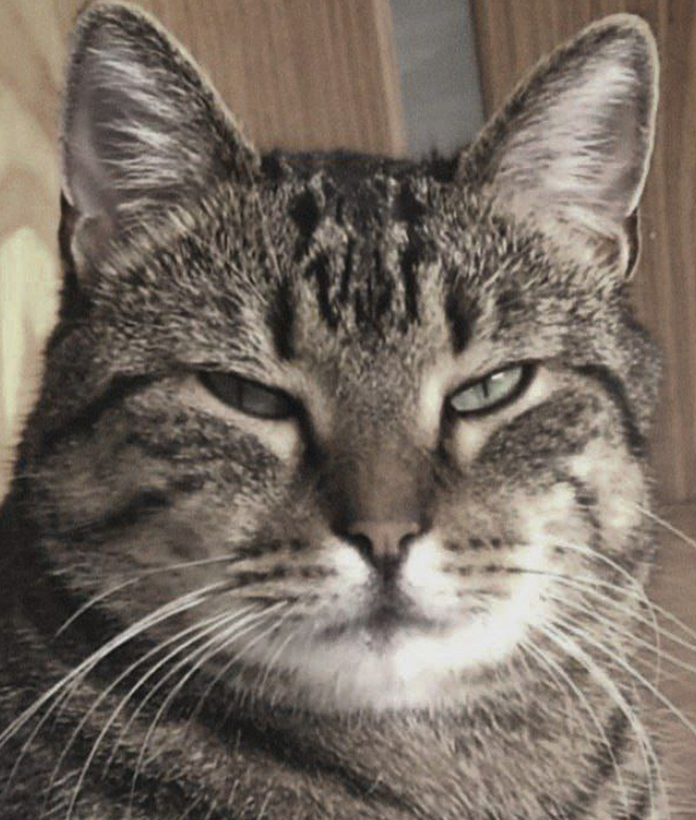 "Пушистый генератор идей"