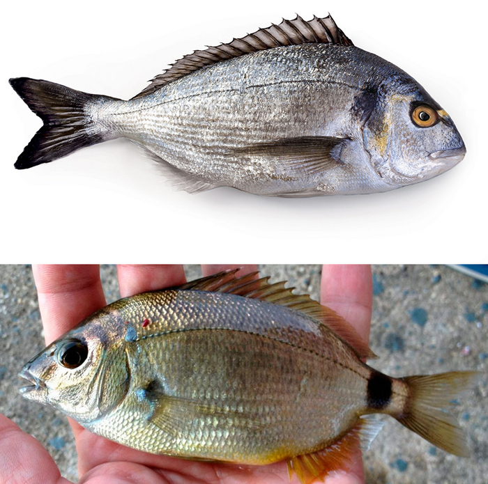 У дорадо - золотистая полоска между глаз. У ласкиря - черная полоска на конце туловища