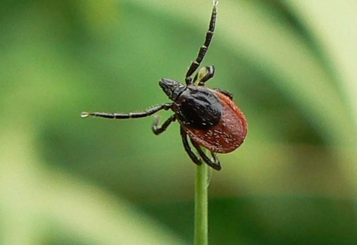 Иксодовый клещ (фото взято из открытых интернет источников)