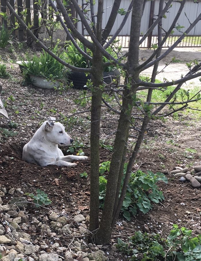 Про улиток Деревня, Виноградная улитка, Деликатес, Краснодарский край, Длиннопост