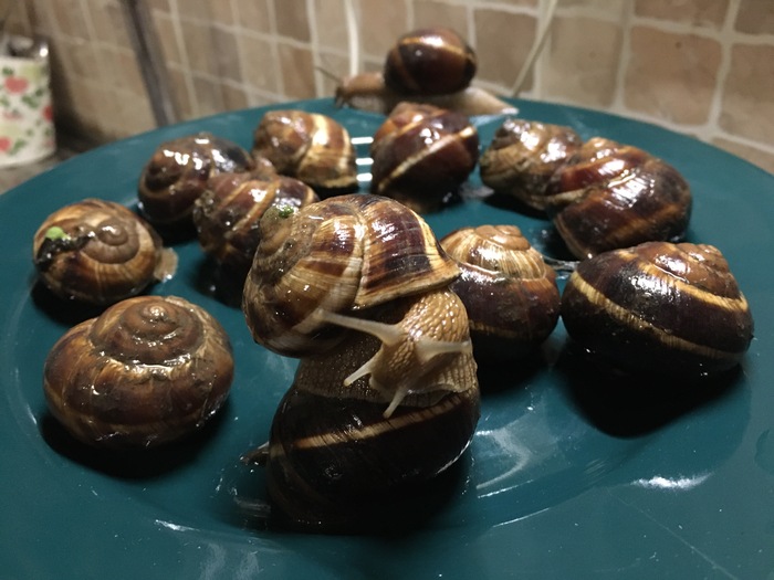 Про улиток Деревня, Виноградная улитка, Деликатес, Краснодарский край, Длиннопост