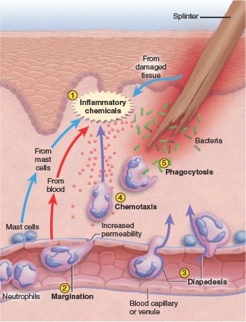 Хемотаксис нейтрофилов.