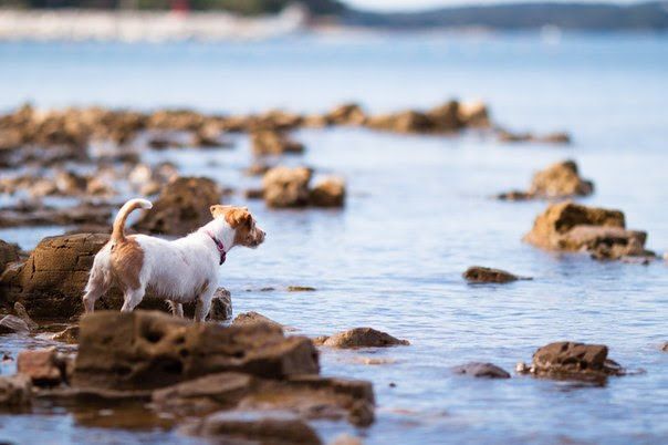 По берегу бежит пёсик, видит баклана