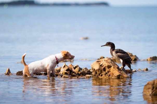 Подходит познакомиться, но баклан нелюдим. И не собакодружелюбен тоже.