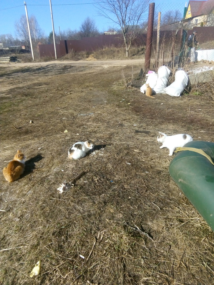 Кошки услышали звук накачивания лодки и собрались кучей, чтобы не пропустить самое интересное.