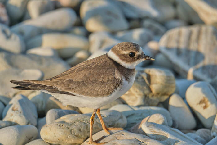  Fujifilm XT-4,  Tamron 150-500mm