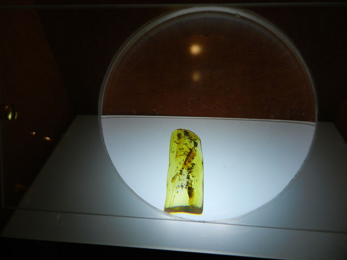 Образец янтаря с включениями палочника и болотницы