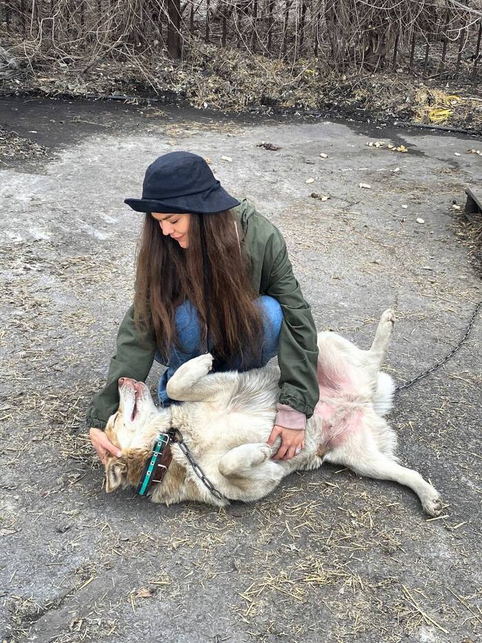 Новая Хаски в приюте