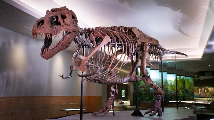 ,       ,      . ( : Copyright Field Museum,   )