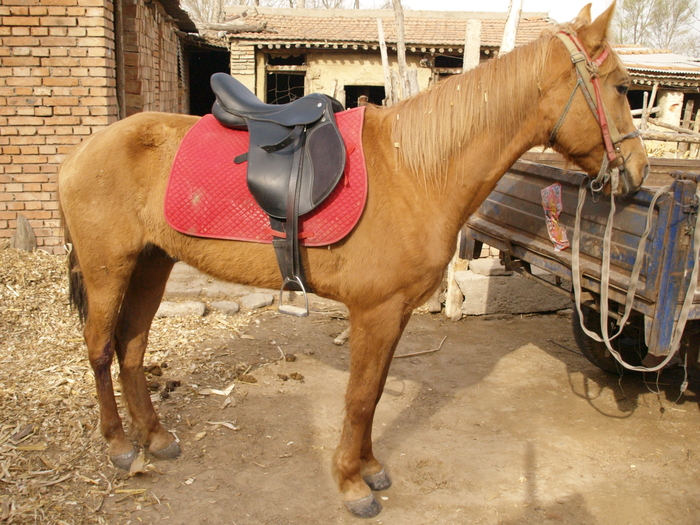 Вот ее лошадка.