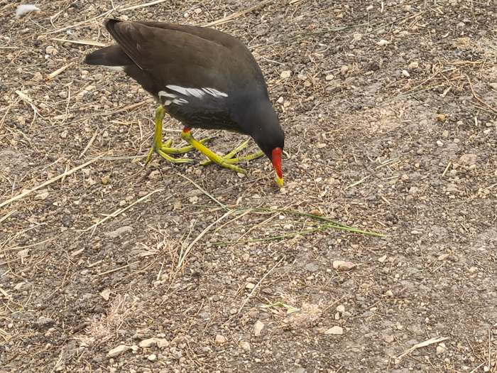    ,    ,    .   , ,     aka  .