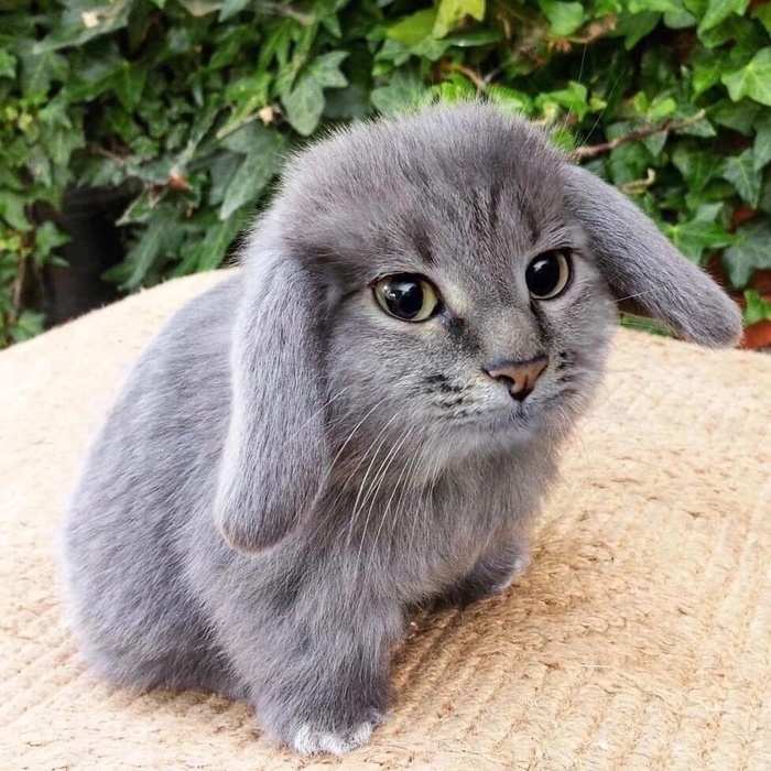     .      ._.?       . ,    ,   ,  .