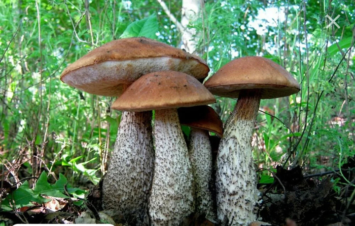 �����������. ��� �����������(��� ��� ����� ��������)