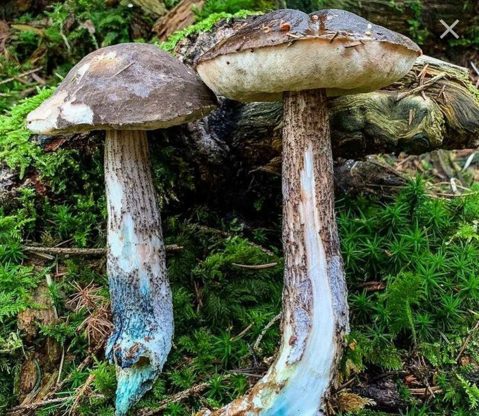 ��� �� ��. (� ��� �� ������ � ����� �������))) �� ��������� ��, ��� ��� ����� �� ������.