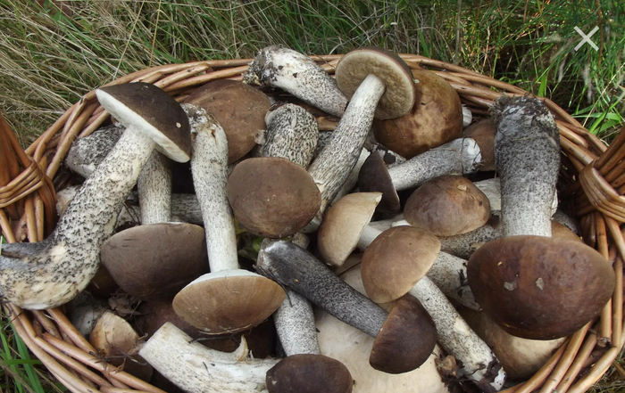 ������������(� ��������). ��� ����� � ������ ����� � ����� �������� - ������ ����������� ))